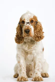 Dog - English Cocker Spaniel - wearing glasses Dog - English Cocker Spaniel - wearing glasses