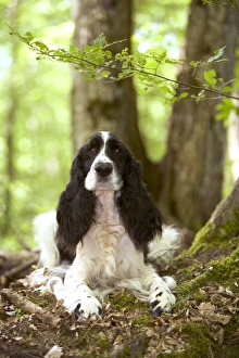 <b class=qtipBold><figcaption>Dog - English springer spaniel</figcaption></b><br>LA-4208 Dog - English springer spaniel Jean Michel Labat Please note that prints are for personal display purposes only and may not be reproduced in any way.<br><em>© J.M.Labat/ardea.com</em> Dog - English springer spaniel