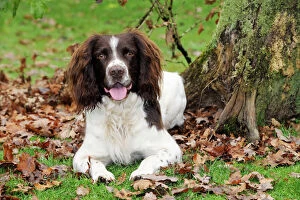 Images Dated 27th October 2009: DOG. English springer spaniel sitting in leaves
