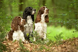 Dog - English springer spaniels in woodland Dog - English springer spaniels in woodland