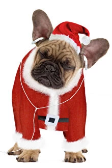 Dog - French Bulldog dressed as Father Christmas listening to earphones
