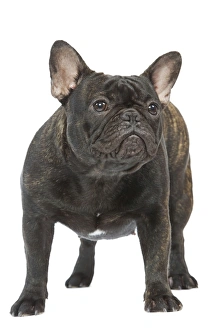 <b class=qtipBold><figcaption>Dog - French Bulldog in studio</figcaption></b><br>LA-4978 Dog - French Bulldog in studio Also known as Bouledogue Francais Jean Michel Labat Please note that prints are for personal display purposes only and may not be reproduced in any way.<br><em>© J.M.Labat/ardea.com</em> Dog - French Bulldog in studio