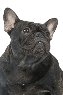 Dog - French Bulldog in studio Dog - French Bulldog in studio