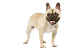 Dog - French Bulldog in studio Dog - French Bulldog in studio