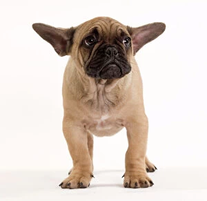 Utility Breeds Collection: Dog - French Bulldog in studio looking sad / scared