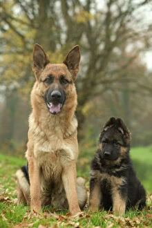 Dog - German Shepherd / Alsatian - Adult sitting down with pup