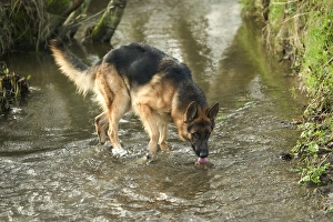 Dog - German Shepherd / Alsatian - Drinking from stream Dog - German Shepherd / Alsatian - Drinking from stream