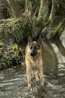 Dog - German Shepherd / Alsatian - In river Dog - German Shepherd / Alsatian - In river