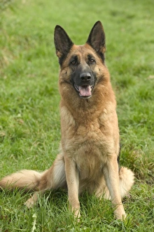 Dog - German Shepherd / Alsatian - Sitting down Dog - German Shepherd / Alsatian - Sitting down
