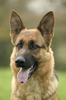 Dog - German Shepherd / Alsatian - With tongue sticking out Dog - German Shepherd / Alsatian - With tongue sticking out