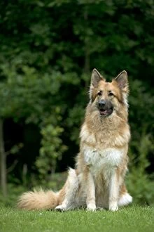 Images Dated 14th June 2012: DOG - German shepherd dog sitting in garden