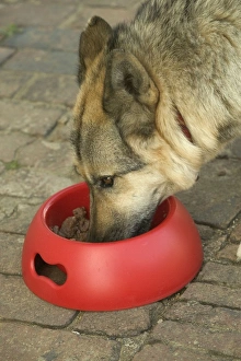 Dog German Shepherd eating wet food from bowl For sale as