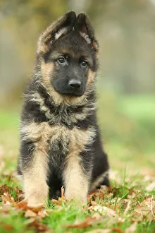 <b class=qtipBold><figcaption>Dog - German Shepherd puppy</figcaption></b><br>LA-4456 Dog - German Shepherd puppy Also known as Deutscher Schaferhund Jean Michel Labat Please note that prints are for personal display purposes only and may not be reproduced in any way.<br><em>© J.M.Labat/ardea.com</em> Dog - German Shepherd puppy