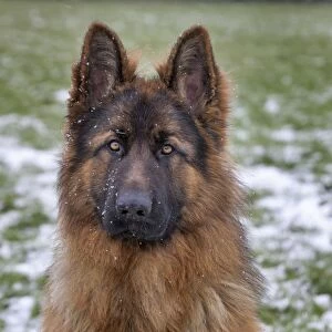 Images Dated 24th February 2013: Dog - German Shepherd - in snow