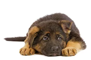 Dog - German Shephern / Alsatian puppy Dog - German Shephern / Alsatian puppy
