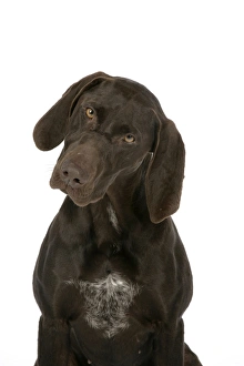 DOG - German shorthaired pointer DOG - German shorthaired pointer