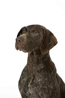 DOG - German shorthaired pointer DOG - German shorthaired pointer