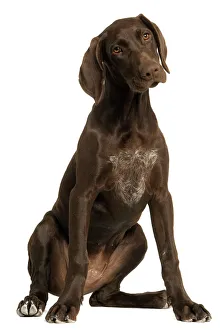 Dog - German Shorthaired Pointer - 4 month old puppy Dog - German Shorthaired Pointer - 4 month old puppy