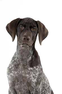 DOG - German Shorthaired Pointer (head shot) DOG - German Shorthaired Pointer (head shot)