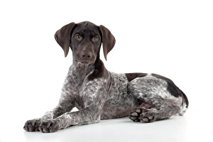 DOG - German Shorthaired Pointer - laying down DOG - German Shorthaired Pointer - laying down