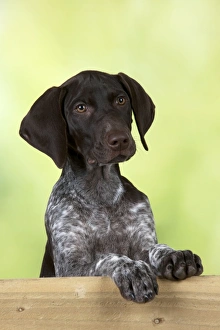 DOG - German Shorthaired Pointer - looking over a fence DOG - German Shorthaired Pointer - looking over a fence