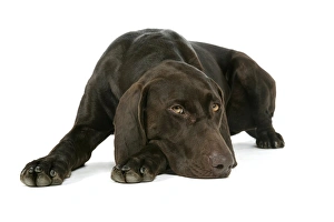 DOG - German shorthaired pointer lying down DOG - German shorthaired pointer lying down