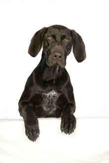 DOG - German shorthaired pointer with paws over ledge DOG - German shorthaired pointer with paws over ledge