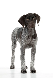 DOG - German Shorthaired Pointer - standing DOG - German Shorthaired Pointer - standing
