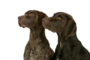 DOG - Two German shorthaired pointers DOG - Two German shorthaired pointers