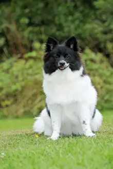 Speech Dog Breed Buy German Spitz German Spitz Mittel (Deutscher