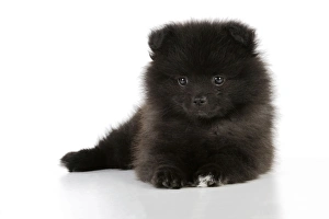 German mittelspitz best sale