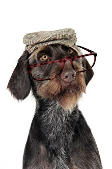 Dog. German Wire-Haired Pointer wearing hat and glasses