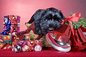 Dog - Giant Schnauzer - In Christmas basket with presents Dog - Giant Schnauzer - In Christmas basket with presents