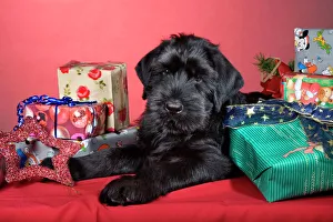 Dog - Giant Schnauzer - With Christmas presents Dog - Giant Schnauzer - With Christmas presents