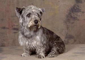 Dog - Glen of Imaal Terrier Dog Dog - Glen of Imaal Terrier Dog
