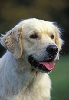 Russian golden retriever cheap