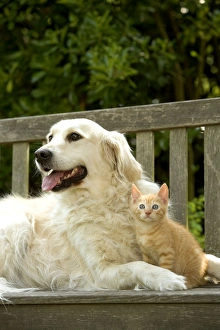 Dog - Golden Retriever and ginger kitten Dog - Golden Retriever and ginger kitten