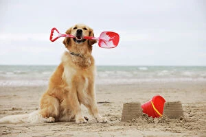 Images Dated 15th August 2009: DOG. Golden retriever holding spade with sandcastles