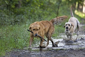 Dog - Golden Retriever and Labrador - running through muddy puddles in forest Dog - Golden Retriever and Labrador - running through muddy puddles in forest