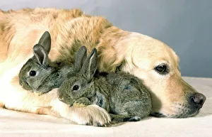 Dog - Golden Retriever lying down with two small rabbits Dog - Golden Retriever lying down with two small rabbits