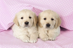 Dog - Golden Retriever puppies (6 weeks) lying down - pink blanket Dog - Golden Retriever puppies (6 weeks) lying down - pink blanket