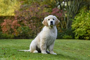 DOG. Golden Retriever puppy ( 12 weeks old ) sitting in a garden, autumn time DOG. Golden Retriever puppy ( 12 weeks old ) sitting in a garden, autumn time