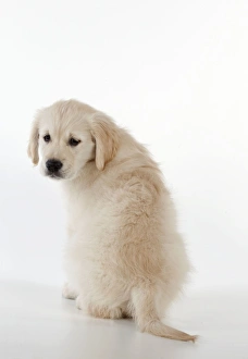 Dog - Golden Retriever - puppy sitting down - looking back Dog - Golden Retriever - puppy sitting down - looking back
