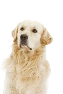 Dog - Golden retriever in studio Dog - Golden retriever in studio