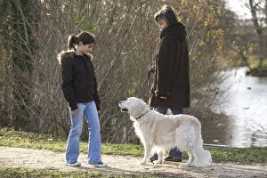 Dog - golden retriever on walk with woman passing