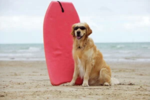 Images Dated 15th August 2009: DOG. Golden retriever wearing sunglasses next to surf board
