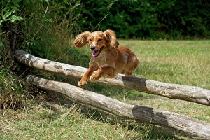 Smooth Gallery: Dog - Golden Springer Spaniel - jumping over wooden poles