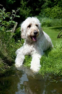 Images Dated 15th June 2012: DOG - Goldendoodle standing at the edge of a pond