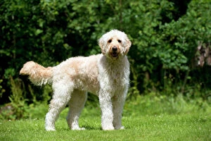 Images Dated 15th June 2012: DOG - Goldendoodle standing in garden