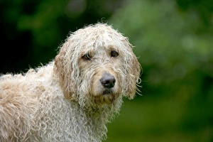 <b class=qtipBold><figcaption>DOG - Goldendoodle wet</figcaption></b><br>JD-23466 DOG - Goldendoodle wet John Daniels <br><em>© ¬ John Daniels / ardea.com</em> DOG - Goldendoodle wet